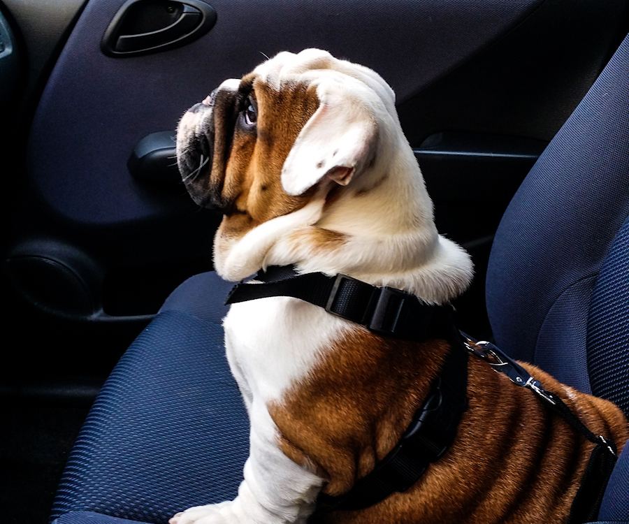 Protect Against Pet Odours in Car